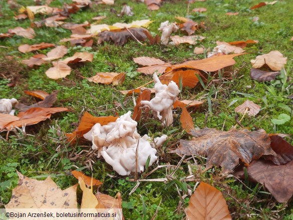 Helvella crispa