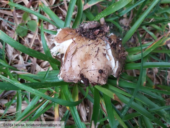 Russula adulterina
