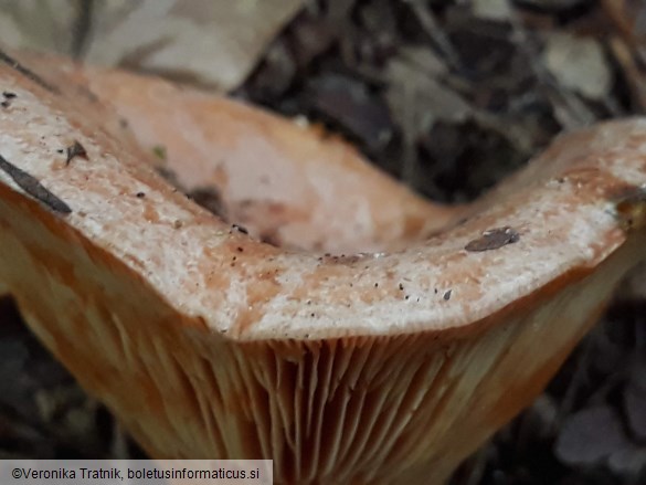 Lactarius deliciosus