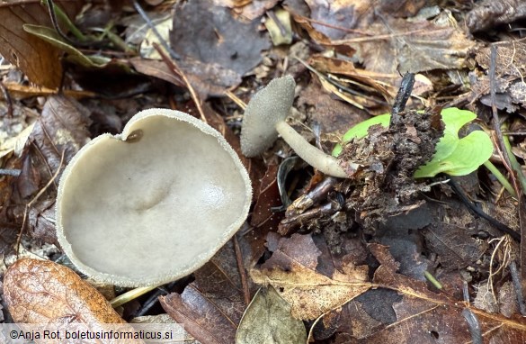 Helvella macropus