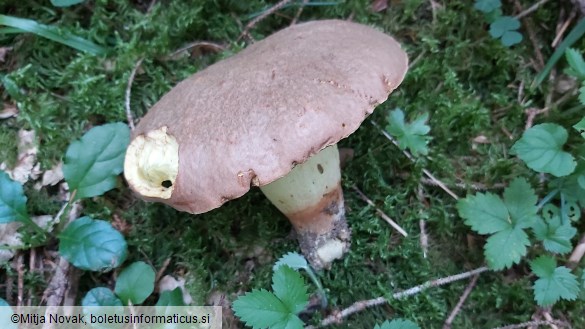 Butyriboletus appendiculatus
