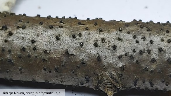 Peroneutypa scoparia