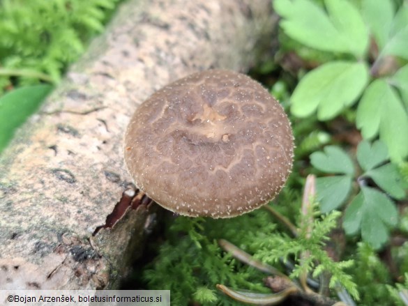 Polyporus tuberaster