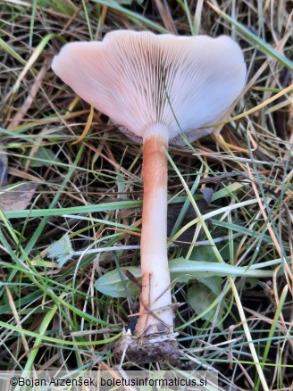 Giacomia mirabilis