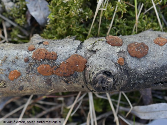 Hypoxylon ticinense