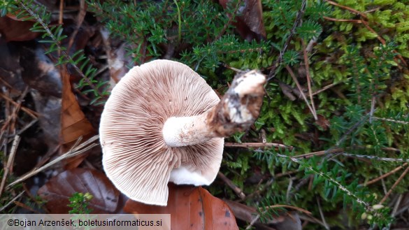 Hebeloma laterinum