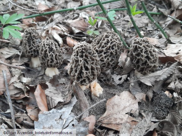 Morchella vulgaris