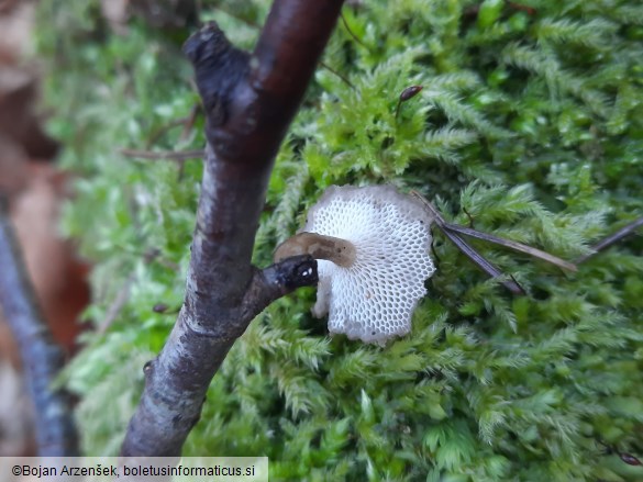 Lentinus brumalis