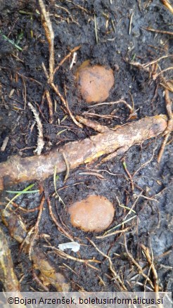 Elaphomyces granulatus