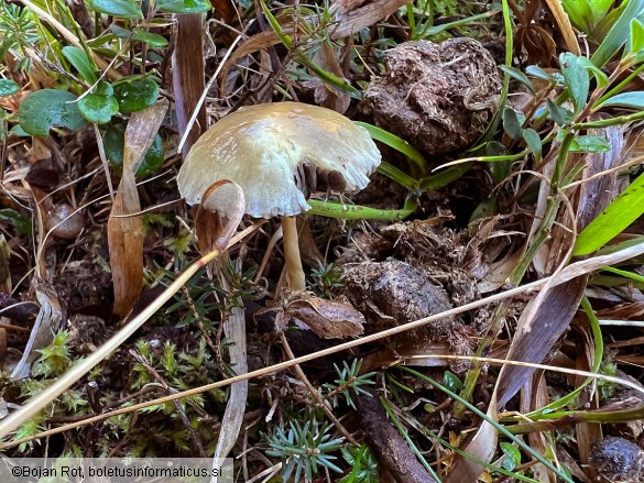 Protostropharia semiglobata
