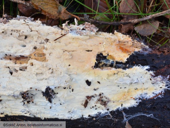Vararia ochroleuca