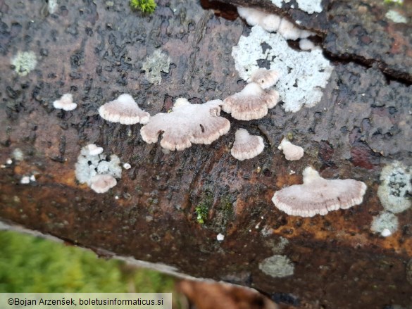 Schizophyllum commune