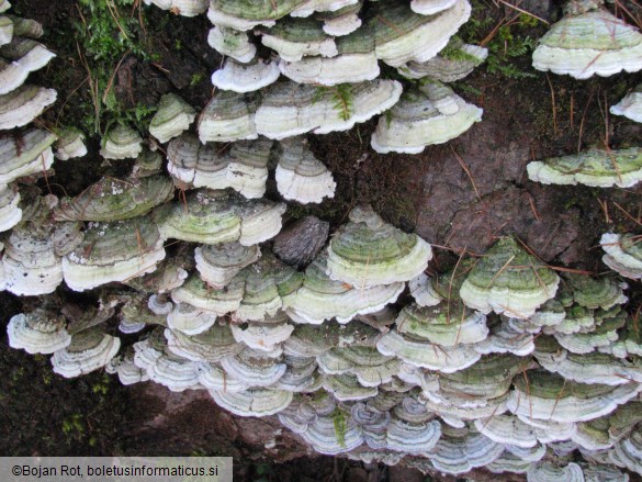 Trichaptum abietinum