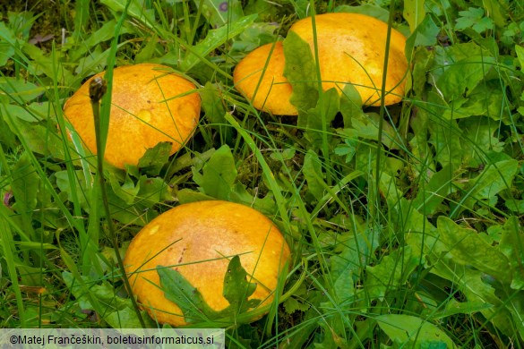 Suillus granulatus