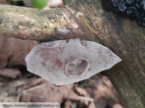 Auricularia auricula-judae