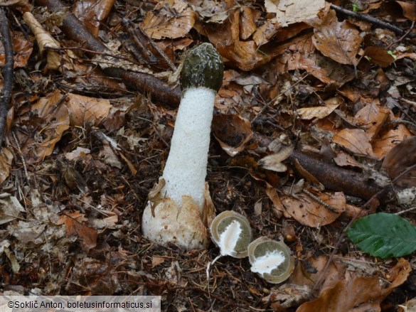 Phallus impudicus