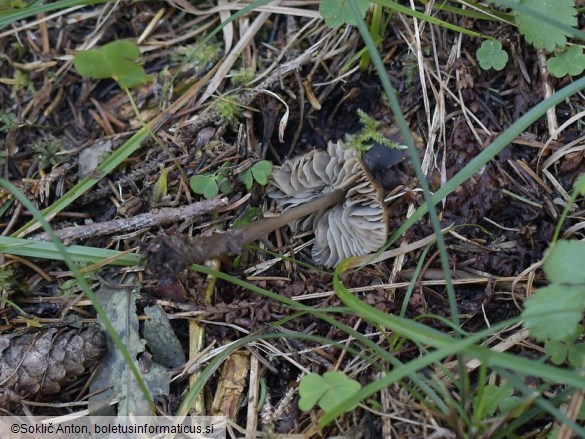 Mycopan scabripes