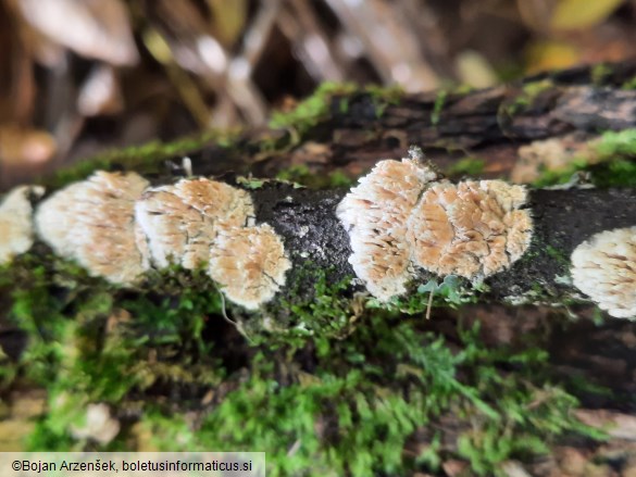 Xylodon radula