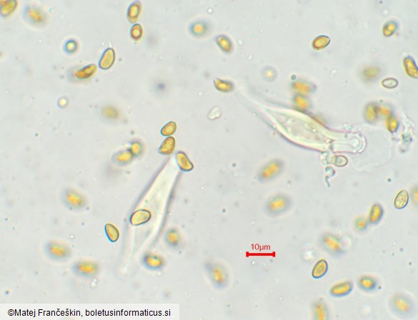 Inocybe geophylla