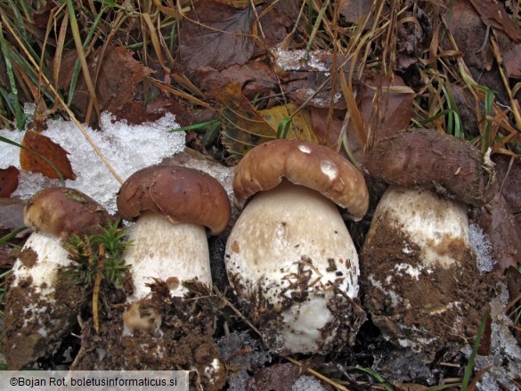 Boletus edulis