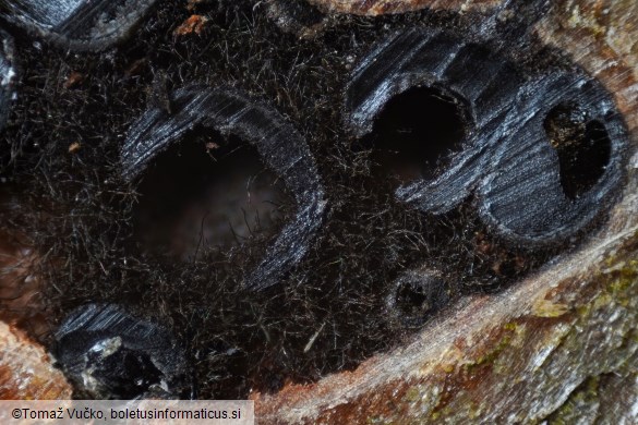 Enchnoa infernalis
