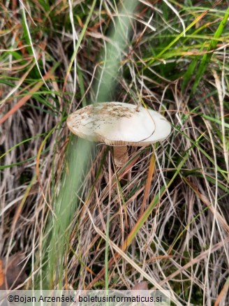 Amanita citrina