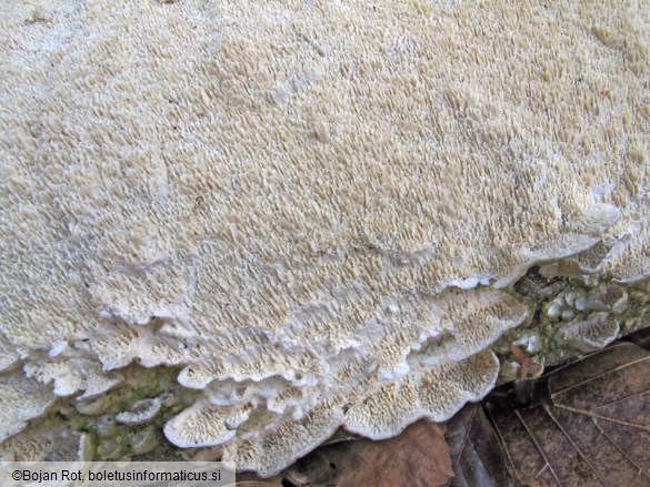 Irpex lacteus