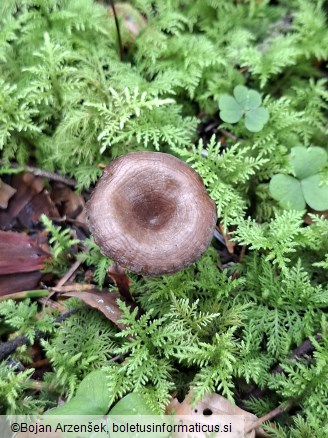 Rhizocybe pruinosa