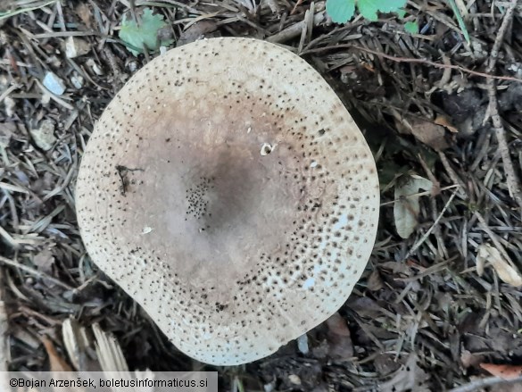 Echinoderma asperum
