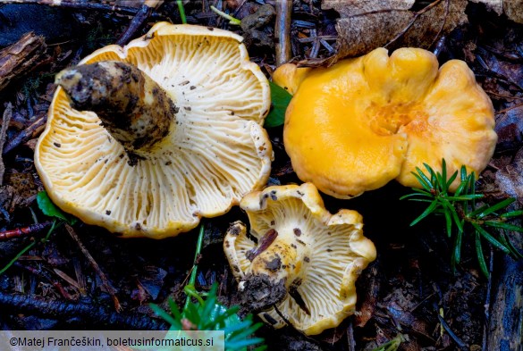 Cantharellus cibarius