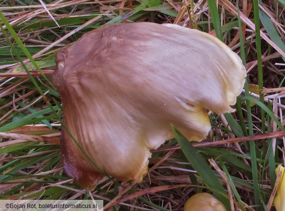 Hygrocybe spadicea