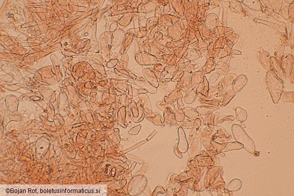 Otidea concinna