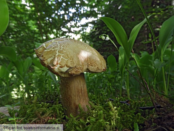 Boletus reticulatus
