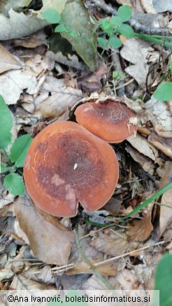 Lactarius volemus
