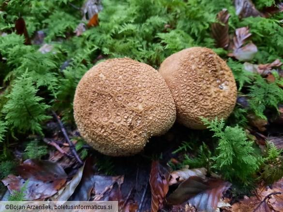 Scleroderma citrinum