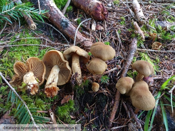 Cortinarius venetus