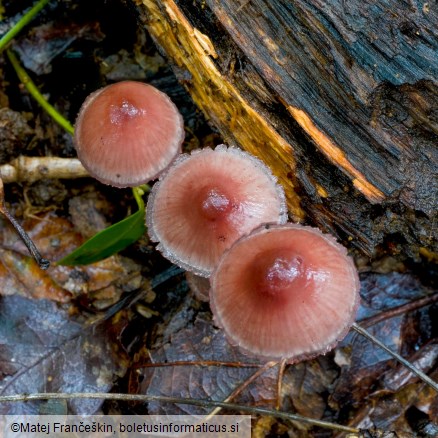 Mycena haematopus