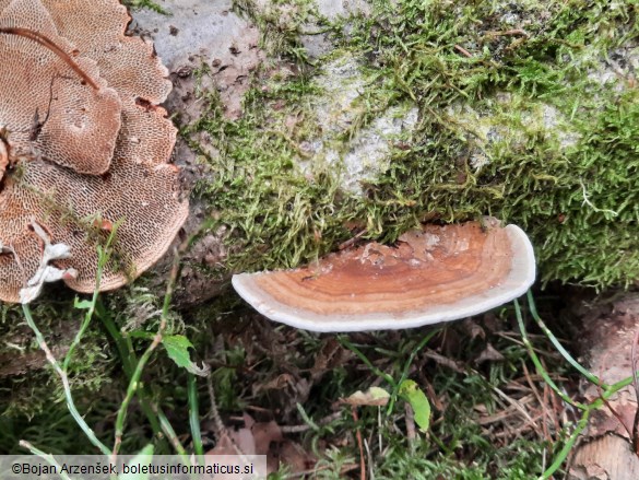 Daedaleopsis confragosa