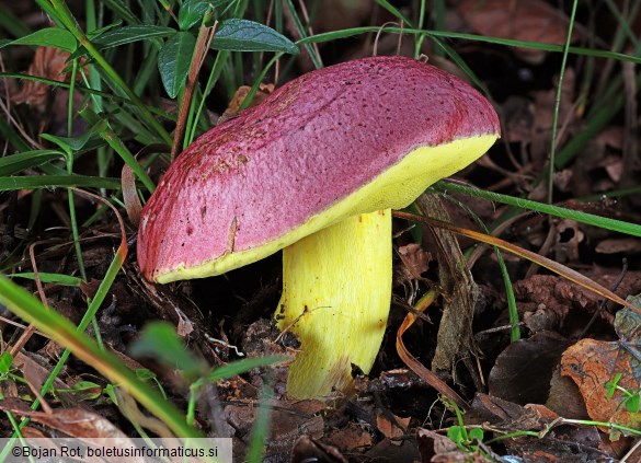 Butyriboletus regius