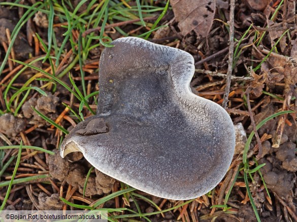 Melanoleuca luteolosperma