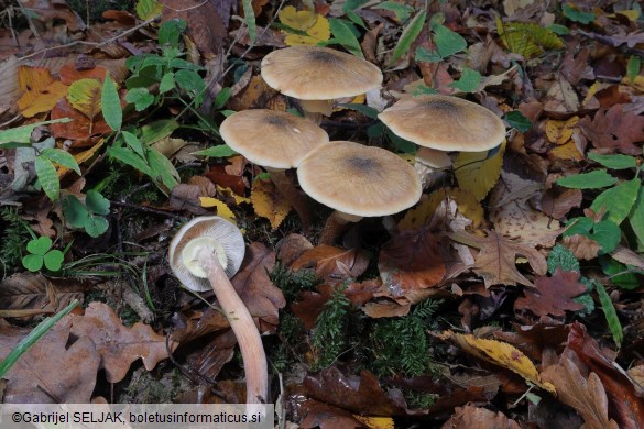 Armillaria mellea