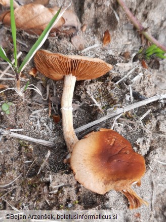 Conocybe aporos