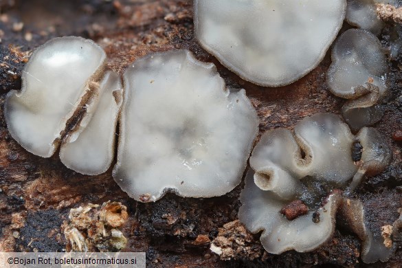 Tapesia lividofusca
