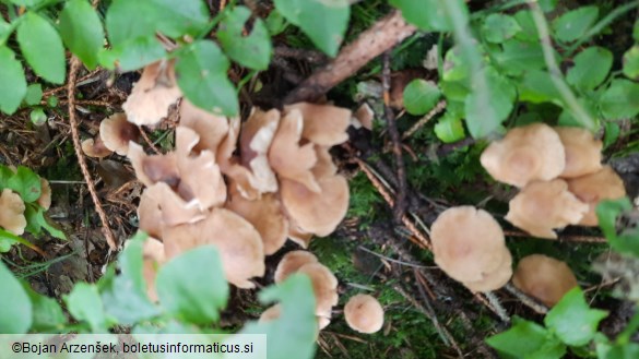 Gymnopus confluens