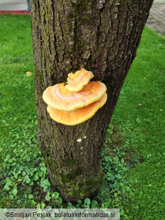 Laetiporus sulphureus
