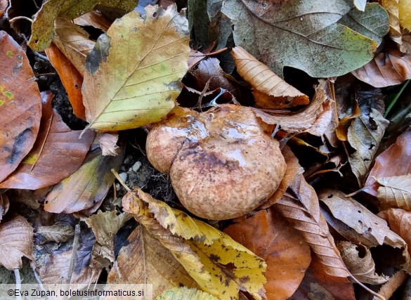 Paxillus cuprinus