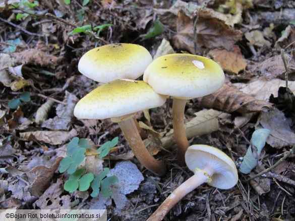 Armillaria mellea