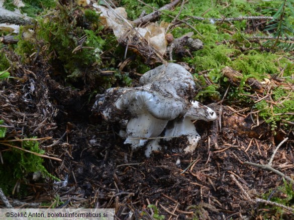 Hygrophorus marzuolus