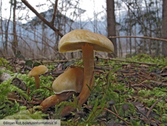 Hypholoma capnoides