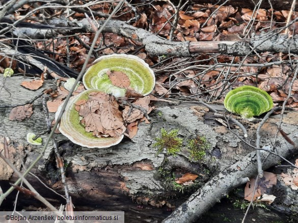Trametes gibbosa